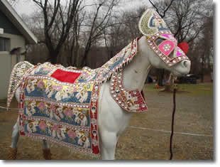 Baraat Horse
