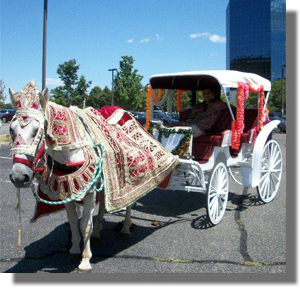 Equishare Baraat Horses