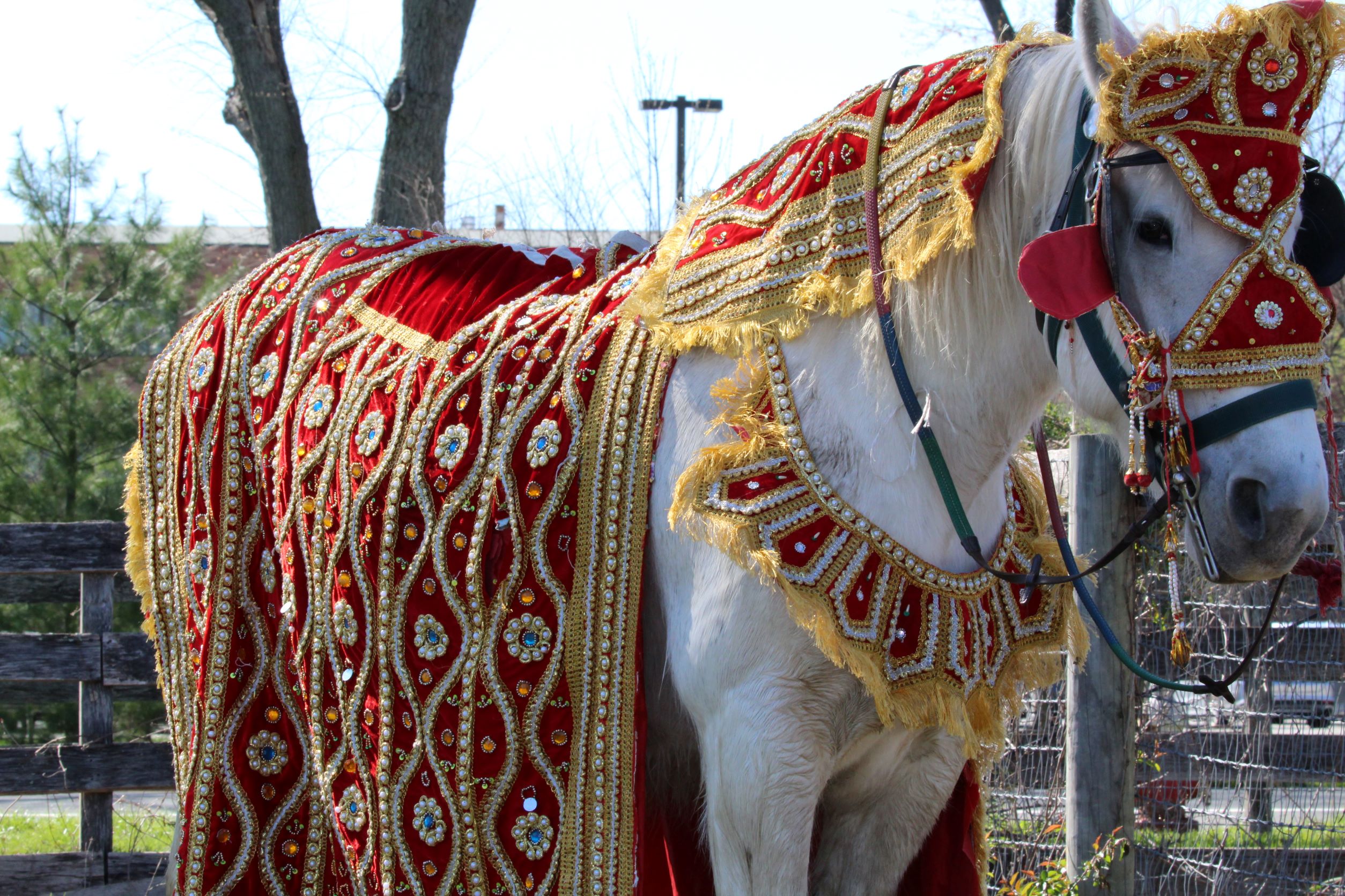 Ultimate Guide to Horse Decorations: Enhance Your Equine Experience